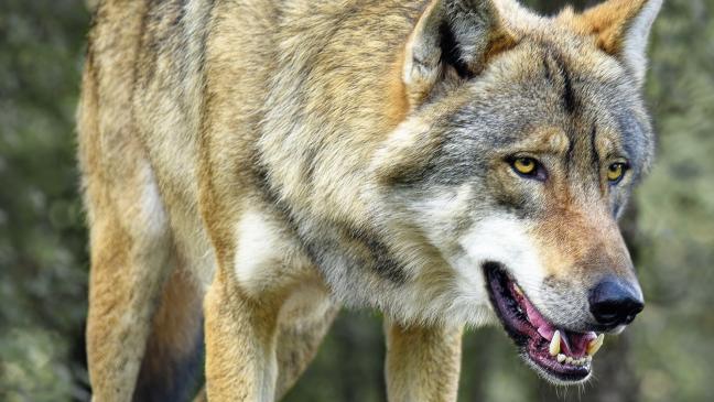 Jemgumer Wolf reißt weiteres Schaf