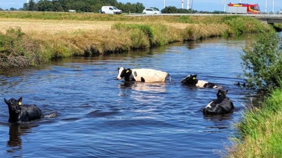 Vier Kühe hatten sich in Simonswolde in den Kanal verirrt. © Foto: Feuerwehr