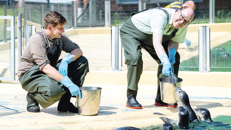 Christian Meyer (Bündnis 90/Die Grünen), Umweltminister in Niedersachsen, füttert Seehunde auf der Anlage der Seehundstation Norddeich.  © Foto: Dittrich/dpa
