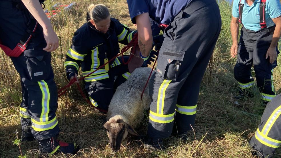 Das aus dem Kanal gerettete Schaf wurde kurz darauf von einem Tierarzt versorgt. © Feuerwehr