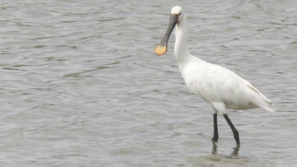 Ein Löffler in einem seichten Gewässer des Holter Entlastungspolders in der Gemeinde Rhauderfehn.  © Foto: Kolthoff