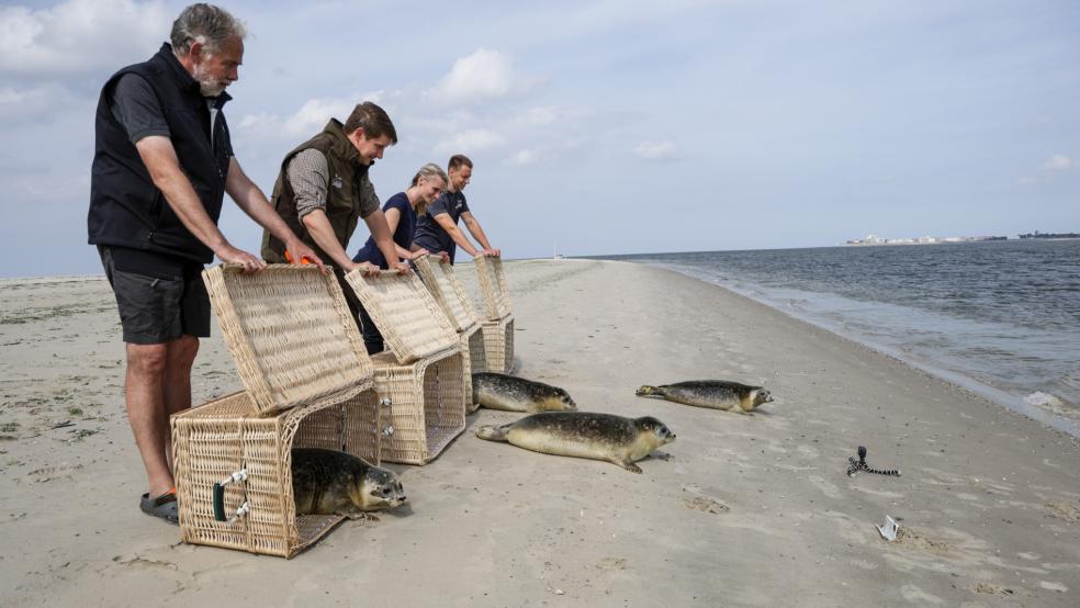 Peter Lienau (von links), Leiter der Seehundstation Norddeich, und die Tierpfleger Tim Fetting, Ramona Fetting und Oliver Henken-Mellies entlassen vier junge Seehunde, die in der Seehundstation Norddeich aufgepäppelt wurden, am Strand der Insel Juist in die Nordsee. Reinhard, Oskar, Odin und Fridtjof waren im Juni in die Station gebracht worden.  © Strangmann (dpa)
