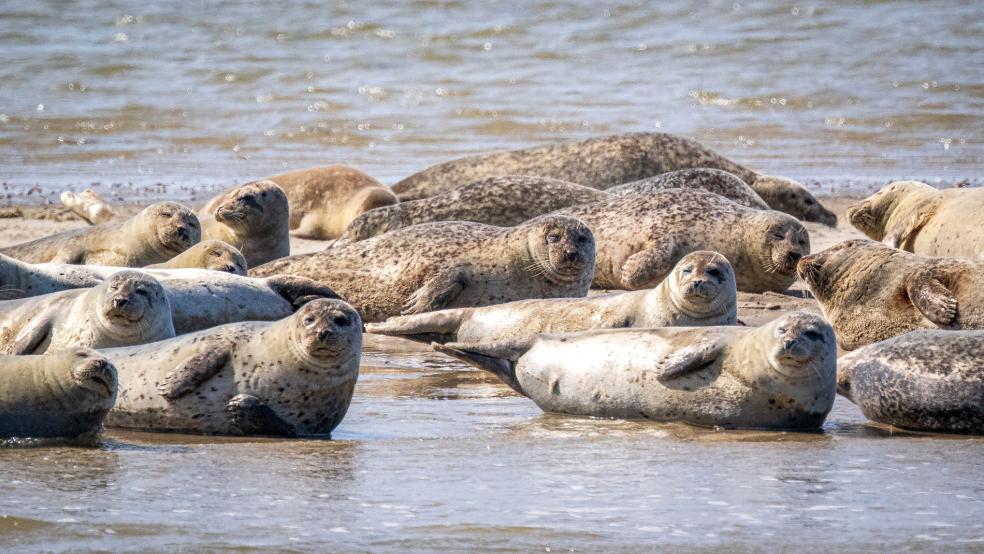 Seehunde und Kegelrobben liegen auf einer Sandbank vor der ostfriesischen Insel Spiekeroog. Das Niedersächsischen Landesamtes für Verbraucherschutz und Lebensmittelsicherheit spricht von stabilen Beständen. © dpa