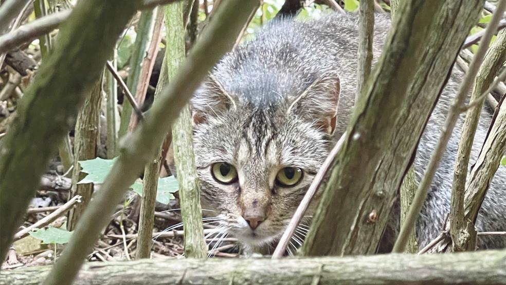 Streunende Katzen werden eingefangen und kastriert.<br />  © Foto: Tierschutzbund