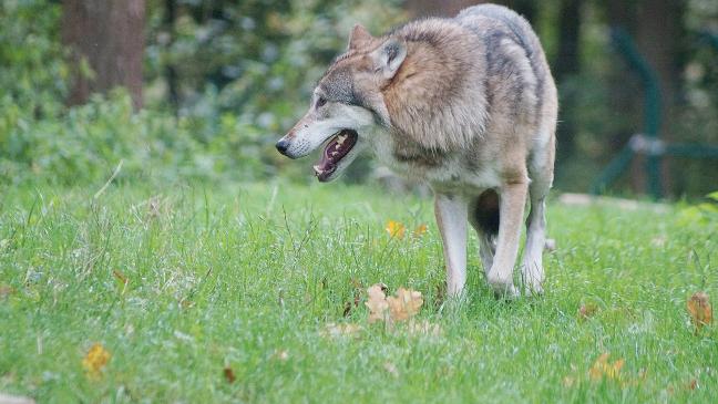 Wolf reißt Kalb bei Eppingawehr