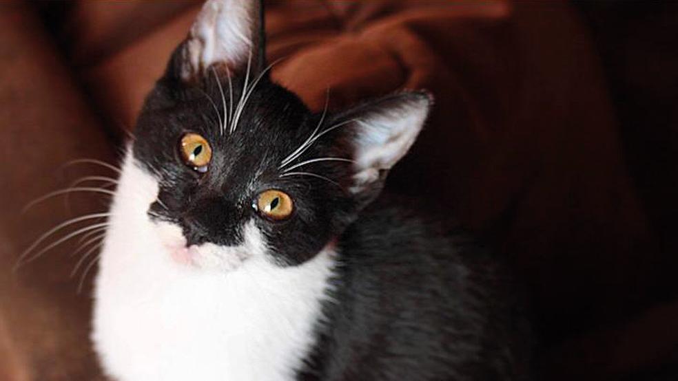 Streunende Katzen werden seit Montag eingefangen und kastriert, dafür hat das Land 400.000 Euro bereitgestellt.<br />  © Foto: privat