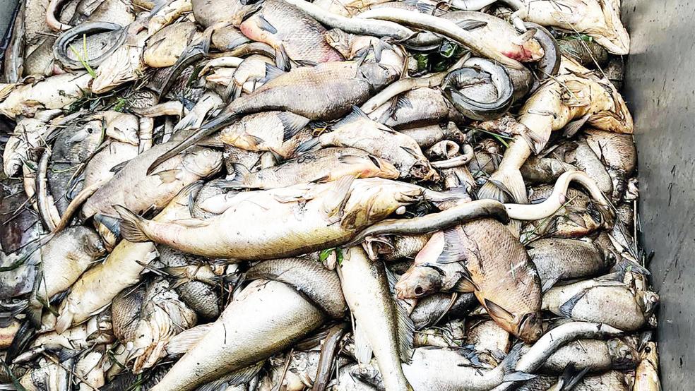 Es wurden tonnenweise tote Fische geborgen.  © Foto: Fischereiverein Altes Amt Stickhausen