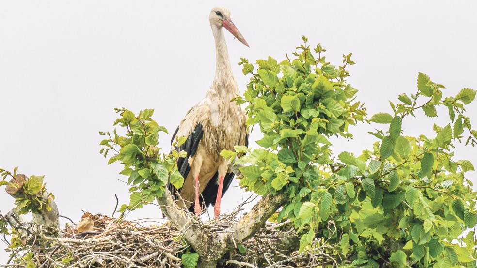 Eine Besonderheit ist das Naturnest in Halte, das Störche selbst gebaut haben, nachdem Bäume im Frühjahr beschnitten worden waren. Das Pärchen zog dort ein Junges groß.  © Foto: Bruins