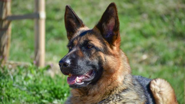 Schäferhund beißt Mann in den Fußknöchel