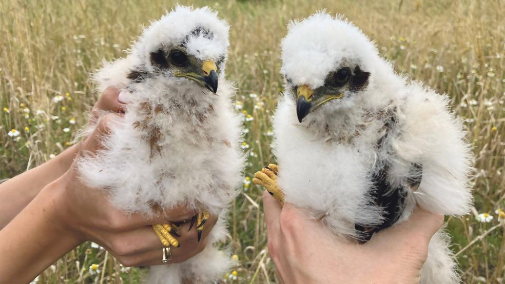 Diese beiden jungen Wiesenweihen sind in diesem Jahr auf dem Poldergebiet der Gemeinde Bunde geschlüpft. Sie wurden von Ornithologen anschließend vermessen, gewogen und beringt.  © Fotos: Landwirtschaftlicher Naturverein