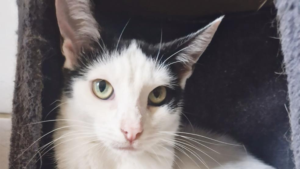 »Chucky« mag Menschen und andere Katzen, er sucht ein neues Zuhause.  © Foto: Tierschutz