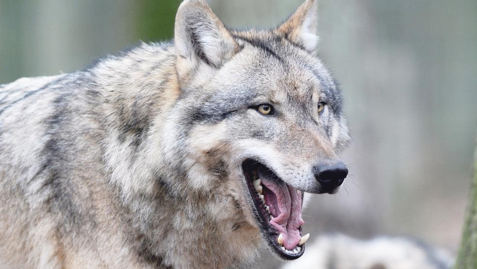 Wo ist der Wolf? Seit etwa drei Wochen wurden aus Jemgum keine neuen Nutztierrisse gemeldet.  © Symbolfoto: Wagner (dpa)