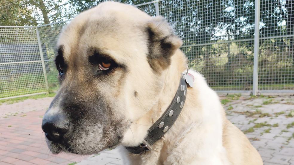 Kangal-Hündin »Mardy« sucht ein Zuhause.  © Foto: Tierschutz