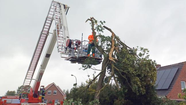 Große Baumkrone droht auf Straße zu fallen