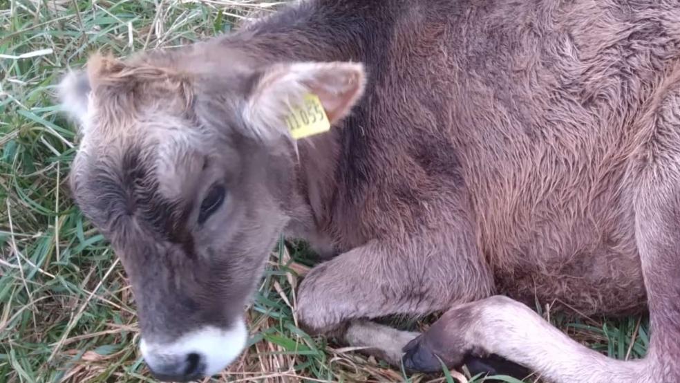 Das schwer verletzte Kalb musste von einer Tierärztin eingeschläfert werden.  © Privatfoto: Bronsema