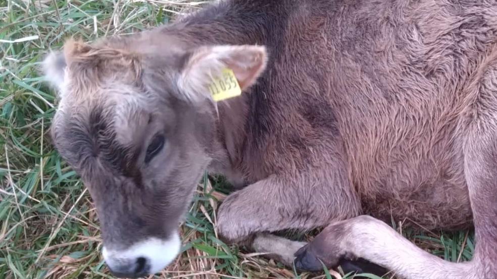 Ein grausames Bild bot sich Landwirt Udo Bronsema in Oldendorper Hammrich. Das schwer verletzte Kalb musste von einer Tierärztin eingeschläfert werden.  © Privatfoto: Bronsema