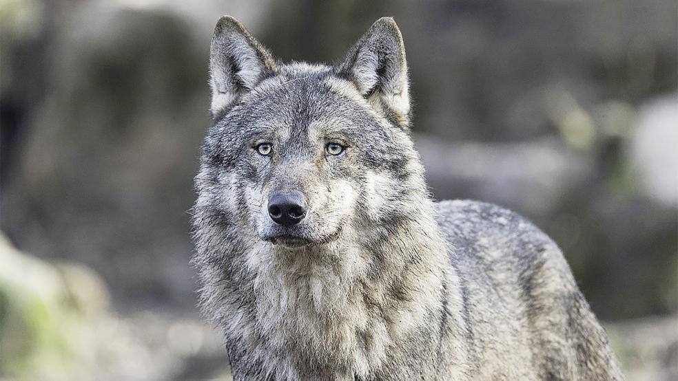 Der Wolf in Deutschland hat jetzt nur noch den Status »geschützt«.  © Foto: Pixabay