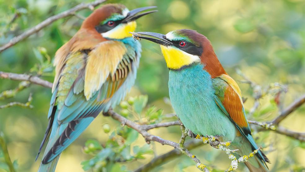 Der Bienenfresser brütete vor einigen Jahren das erste Mal im Wangerland. Die Vogelart jagd trotz ihres Namens nicht nur Bienen, sondern auch andere fliegende Insekten.  © Foto: dpa