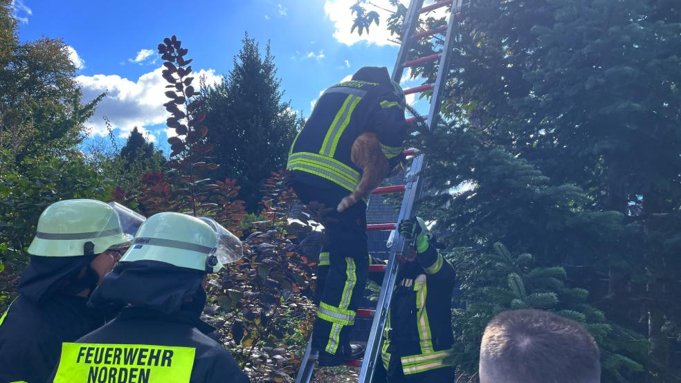 Ein Feuerwehrmann hält Kater "Tiger" fest und klettert mit ihm die Leiter herunter. © Feuerwehr