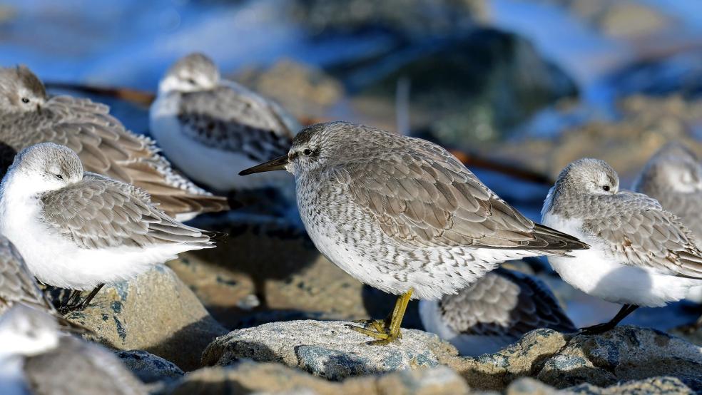 Titelvogel ist diesmal der Knutt, ein etwa amselgroßer Strandläufer mit einer Flügelspannweite von rund 60 Zentimetern. © Pixabay