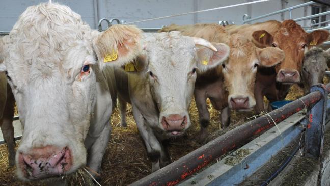 Tierseuche hält Viehmarkt nicht auf