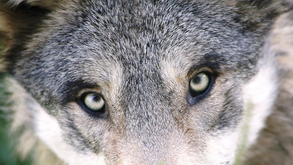 Der Jemgumer Wolf hat wieder zugeschlagen.  © Beispielfoto: pixabay