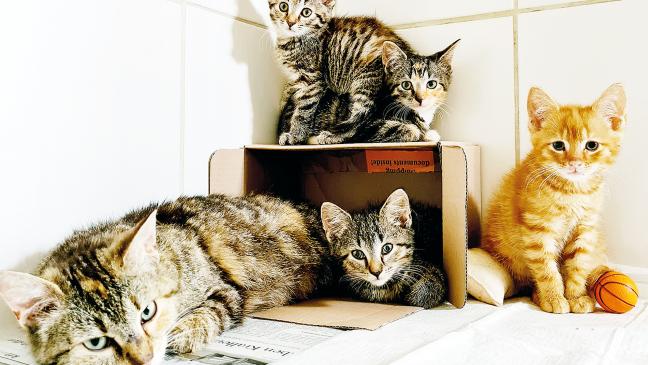Kein Platz für Katzen