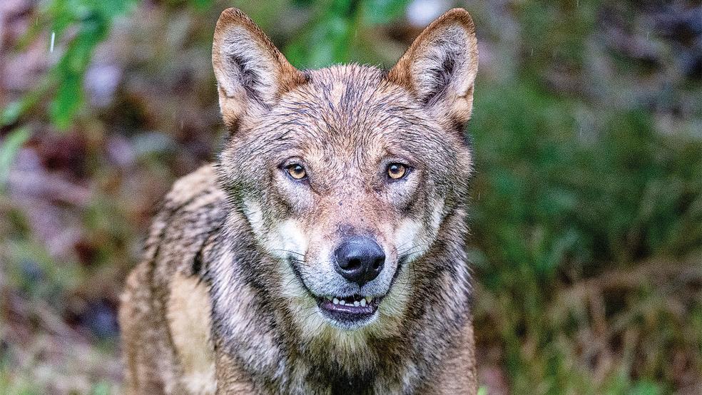 Ein Jungwolf steht im Gehege des Nationalparkzentrums Falkenstein. Die freilaufenden Wölfe im Landkreis Leer sorgen immer mehr für Diskussionen.  © Foto: dpa