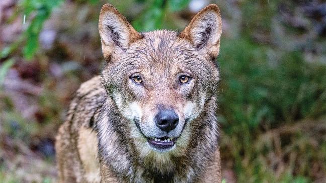 Immer mehr Wolfsrisse: Kreis soll sich erklären