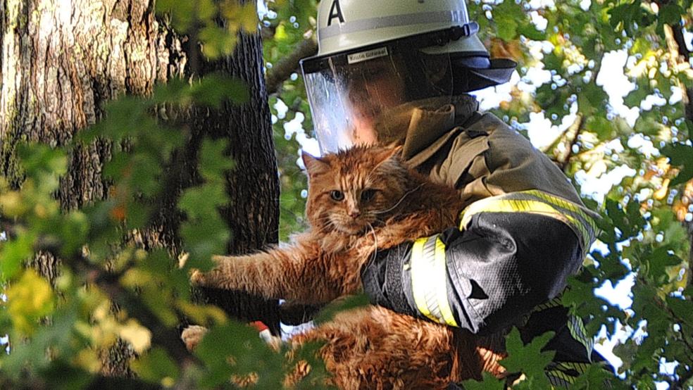 Die Feuerwehr konnte die Katze aus ihrer misslichen Lage befreien. © Foto: Wolters