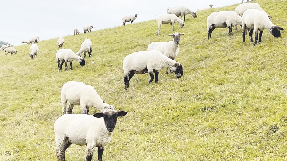 Deichschafe in Mitling-Mark. Im Niederrheiderland fürchtet Oberdeichrichter Meint Hensmann eine Zunahme von Wolfsattacken.  © Foto: Hanken