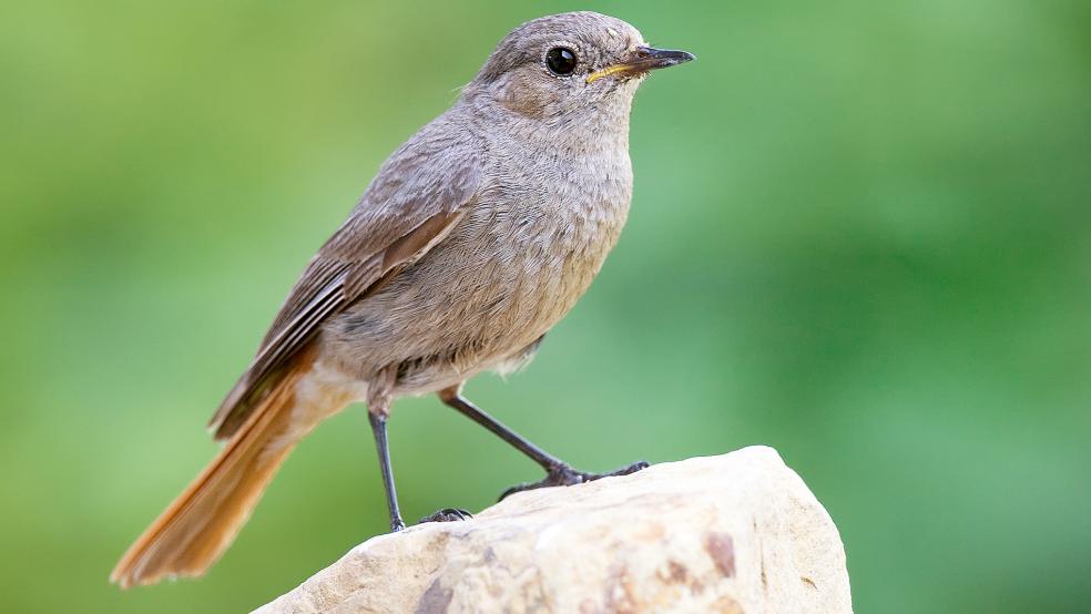 Der Hausrotschwanz ist Vogel des Jahres.  © Foto:Nabu/Frank Drerer