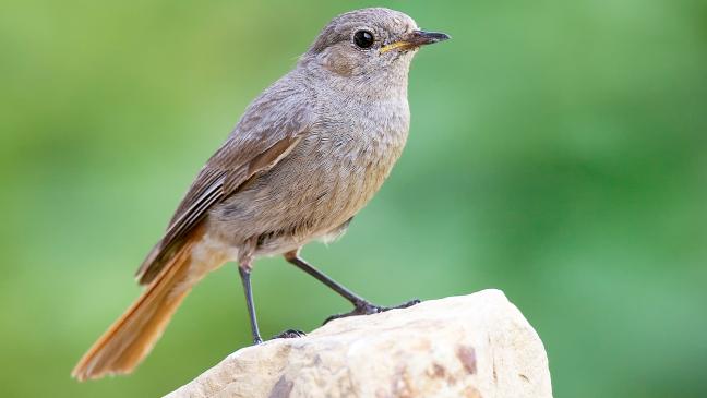 Vogel des Jahres ist Frühaufsteher