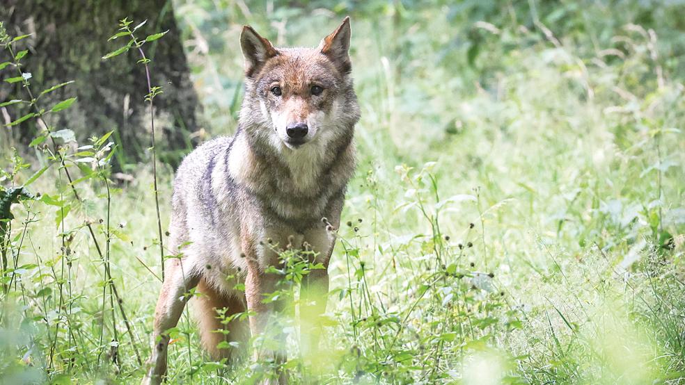 Die Zahl der Wolfsrisse im Rheiderland steigt und die Rufe nach einem Abschuss werden immer lauter.  © Foto: dpa 