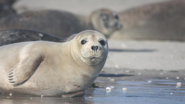 Immer weniger Seehunde im Wattenmeer