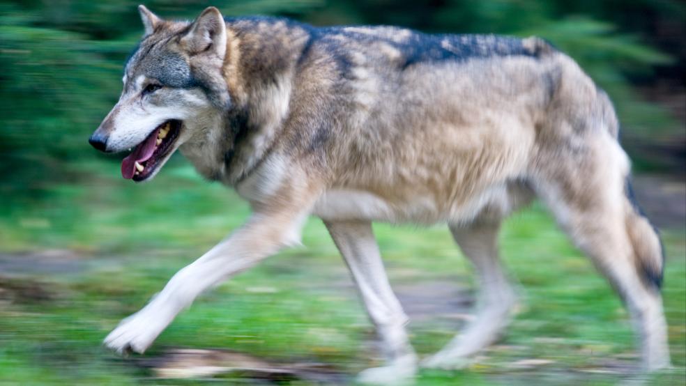 Nach Angaben des Niedersächsischen Umweltministeriums wurde zwischen dem 7. Mai und dem 29. Oktober bei insgesamt 16 Schafen und fünf Rindern in der Gemeinde Jemgum ein Wolfsriss amtlich festgestellt. © Pleul (dpa/Symbolfoto)