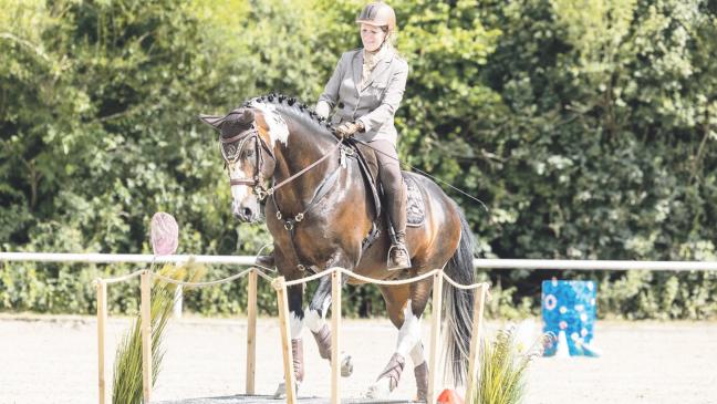 Ostfriesen messen sich im Arbeitsreiten