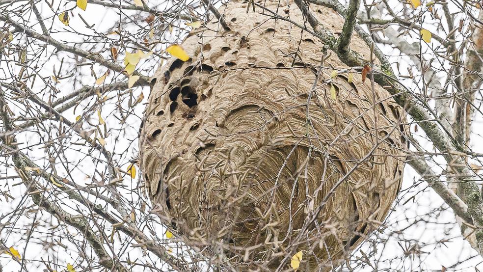 Filigranes Gebilde: Der ballförmige Nestbau der Asiatischen Hornisse im Garten von Edith Zeuner aus Weener.  © Fotos: Bruins