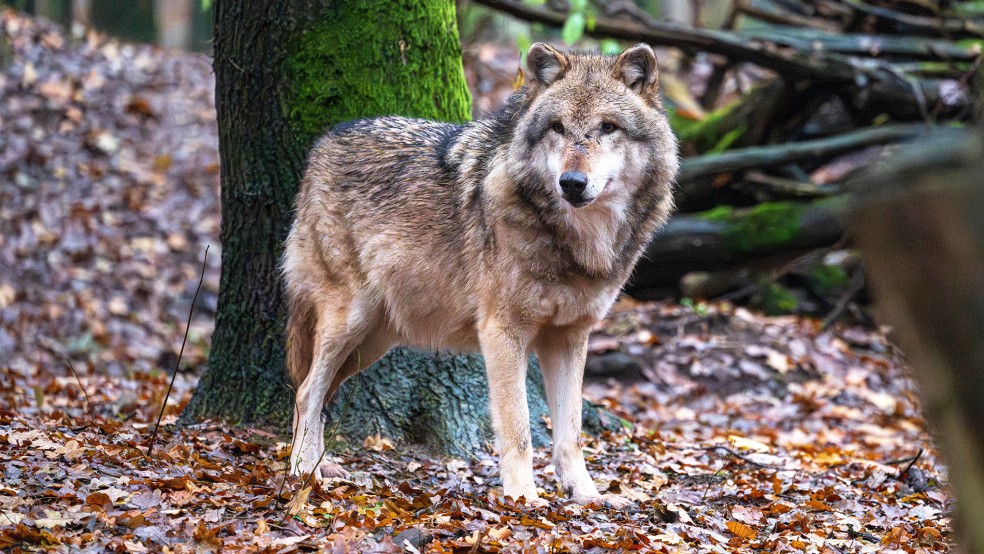 Ein Europäischer Wolf in einem Gehege vom Wolfcenter Dörverden. Der Jemgumer Wolf wird indes immer mehr zum Problem, die Politik fordert den Kreis zum Handeln auf.  © Foto: dpa