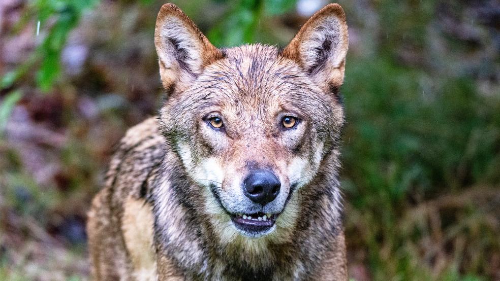 Ein Wolf (Beispielbild) sorgt seit Monaten für Unruhe im Niederrheiderland. Jetzt hat der Landkreis Leer eine Abschussgenehmigung erteilt.  © Foto: dpa