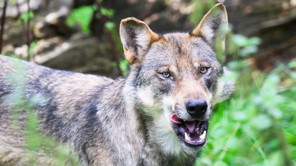 Der Landkreis begründet die erteilte Abschussgenehmigung für den Wolf im Rheiderland.  © Foto: dpa