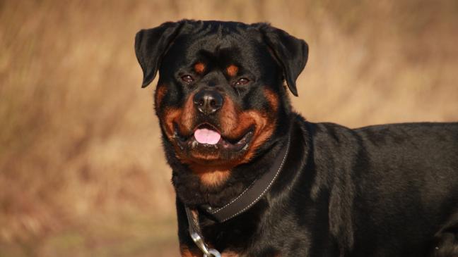 17-Jähriger von Hund gebissen und verletzt