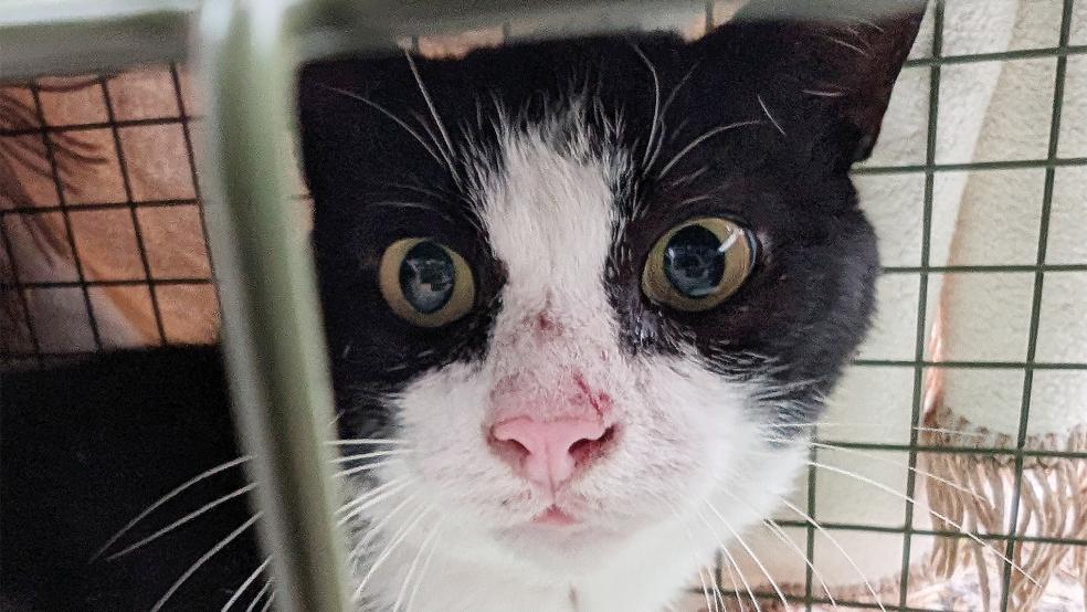 In der Falle: Mit Lebendfallen werden die streunenden Katzen eingefangen und anschließend kastriert.  © Foto: Streunerkatzen