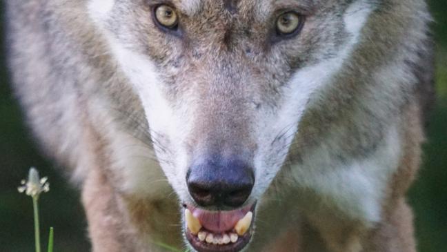 Wolfsschützer wollen Abschuss verbieten lassen