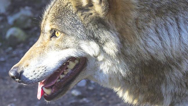Jagd auf Wolf ausgesetzt