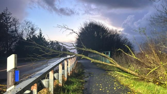Baum stürzt auf Radweg