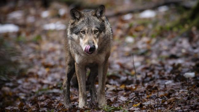 Wolfs-Schutz: Hauptverein wird »bissig«