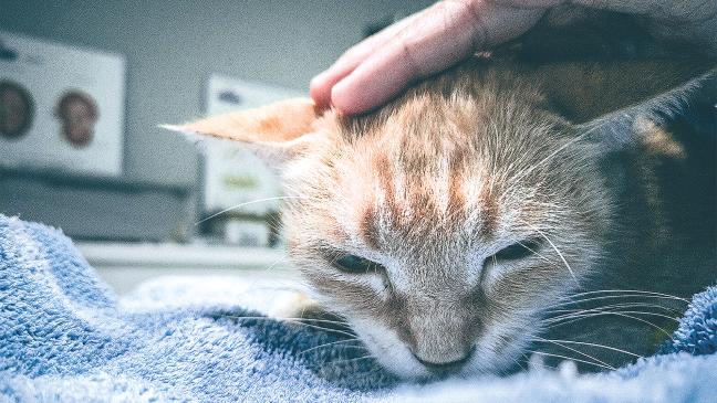 Bessere Zustände am »Katzenhaus«