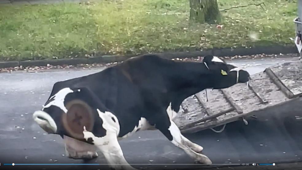 Das Video zeigt, wie die Kuh an einen Transporter gebunden durch die Straßen in Leer gezogen wird. © © Screenshot PETA