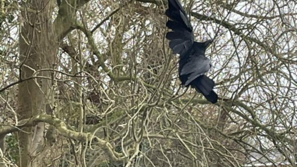 Die Krähe hatte sich am Dukelweg in Jemgum in einer Angelschnur verheddert und hing daran hilflos an einem Baum. © privat